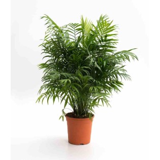 Chamaedorea elegans (Chamédorée - Palmier de Montagne)