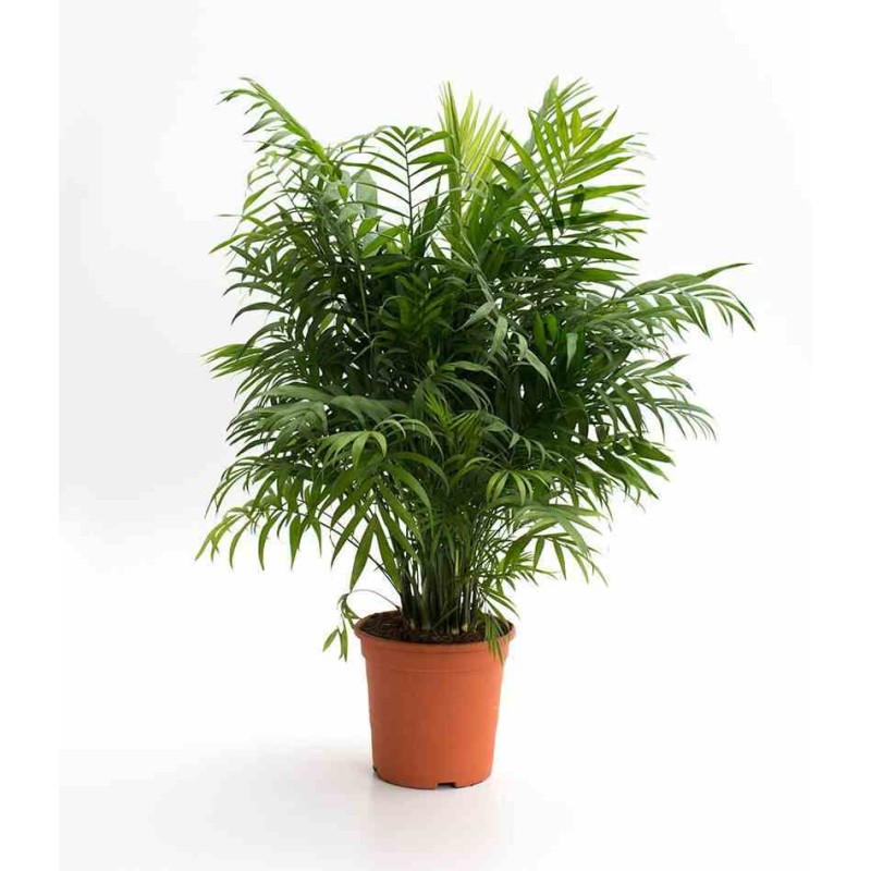 Chamaedorea elegans (Chamédorée - Palmier de Montagne)