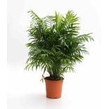 Chamaedorea elegans (Chamédorée - Palmier de Montagne)