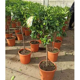 Margarita Fortunella aux agrumes, kumquat