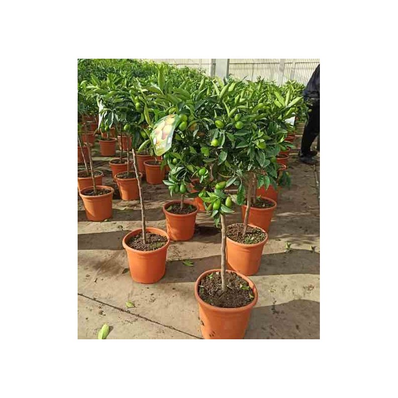 Margarita Fortunella aux agrumes, kumquat