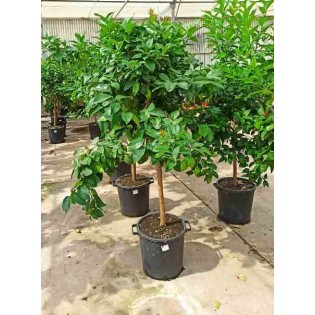 Agrumes limon citronnier