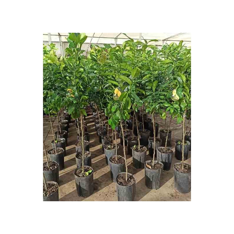 Agrumes limon citronnier
