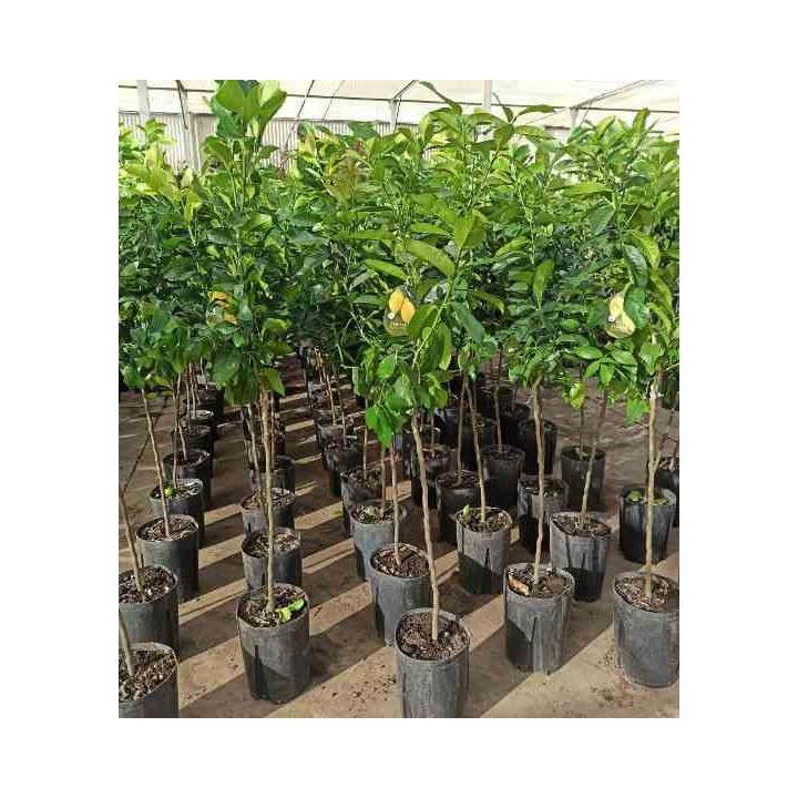 Agrumes limon citronnier