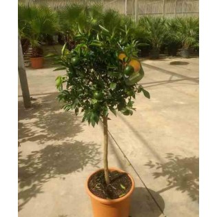 Citrus clémentine syn Citrus reticulata