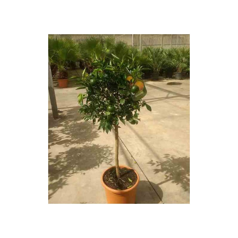 Citrus clémentine syn Citrus reticulata