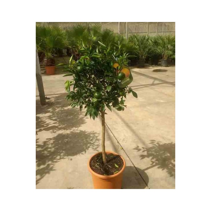 Citrus clémentine syn Citrus reticulata