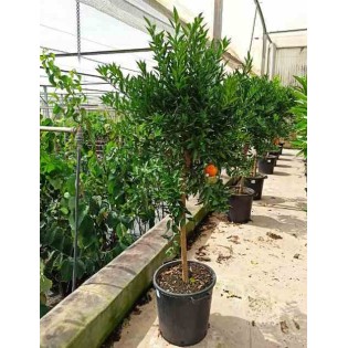 Citrus clémentine syn Citrus reticulata