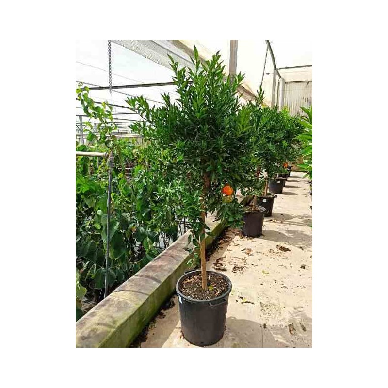 Citrus clémentine syn Citrus reticulata