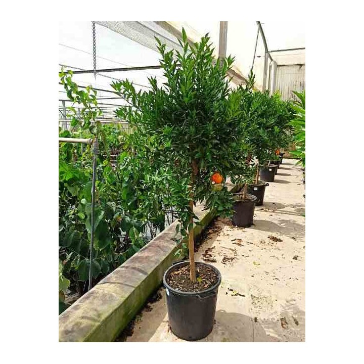 Citrus clémentine syn Citrus reticulata