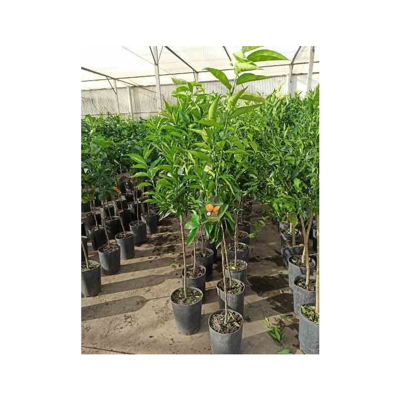 Citrus clémentine syn Citrus reticulata