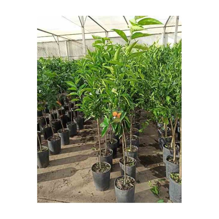 Citrus clémentine syn Citrus reticulata