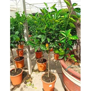 Oranger Citrus sinensis
