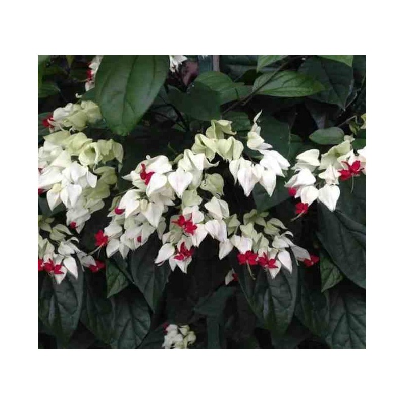 Clerodendrum thomsoniae