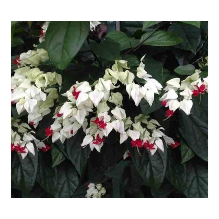 Clerodendrum thomsoniae