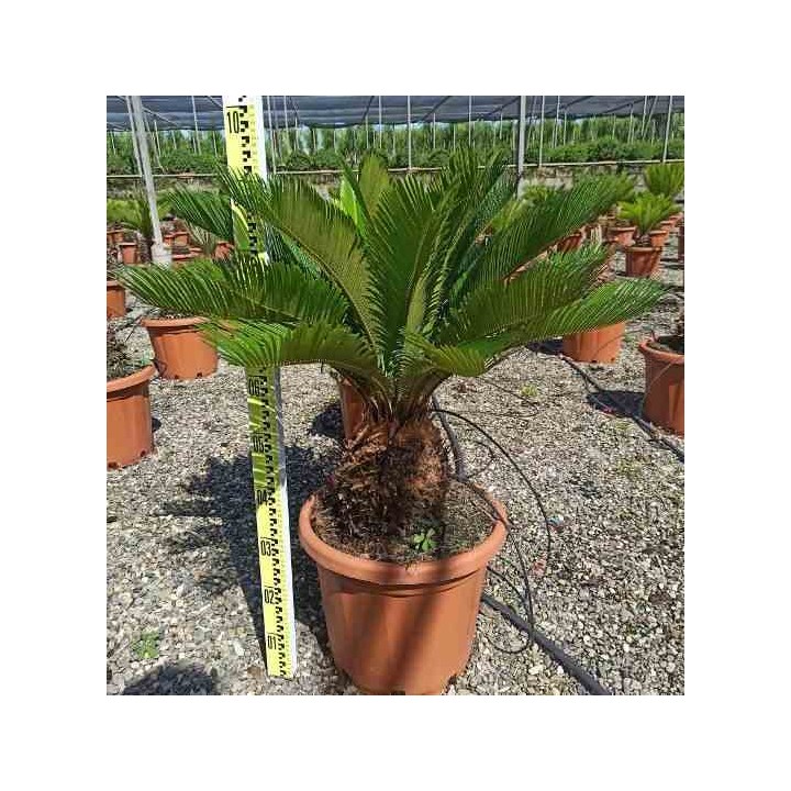 Cycas revoluta Cycas du japon-Sagou