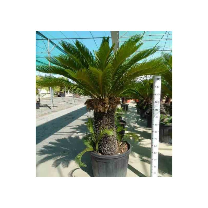 Cycas revoluta Cycas du japon-Sagou