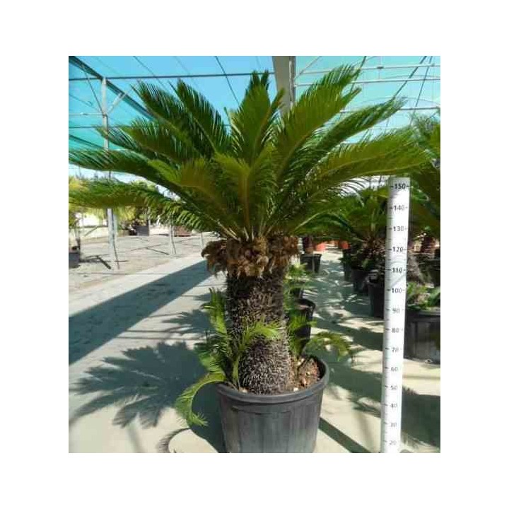 Cycas revoluta Cycas du japon-Sagou