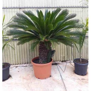 Cycas revoluta Cycas du japon-Sagou