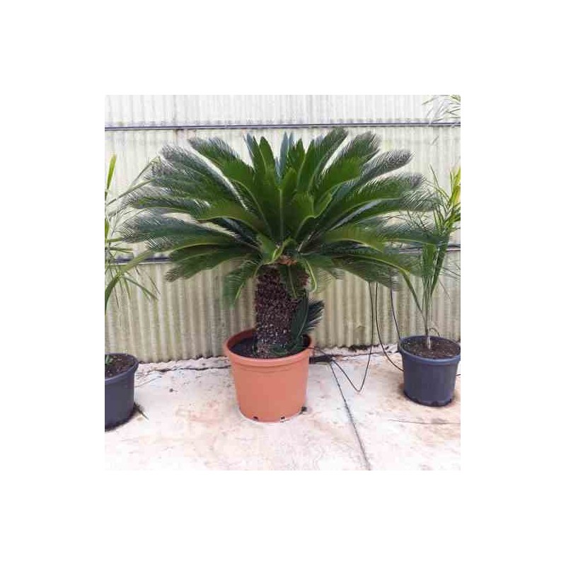 Cycas revoluta Cycas du japon-Sagou