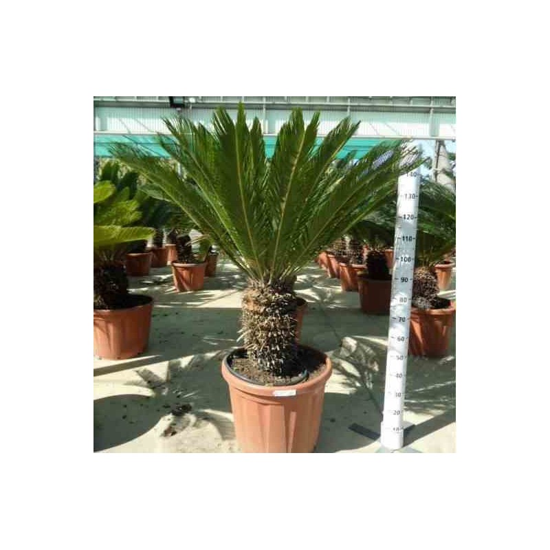 Cycas revoluta Cycas du japon-Sagou