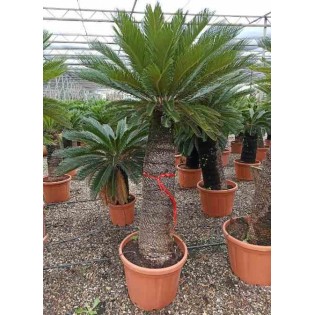 Cycas revoluta Cycas du japon-Sagou