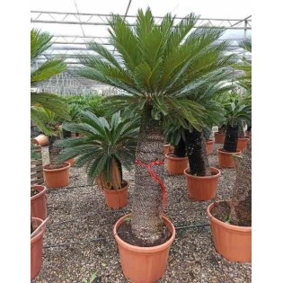 Cycas revoluta (Cycas du japon-Sagou)