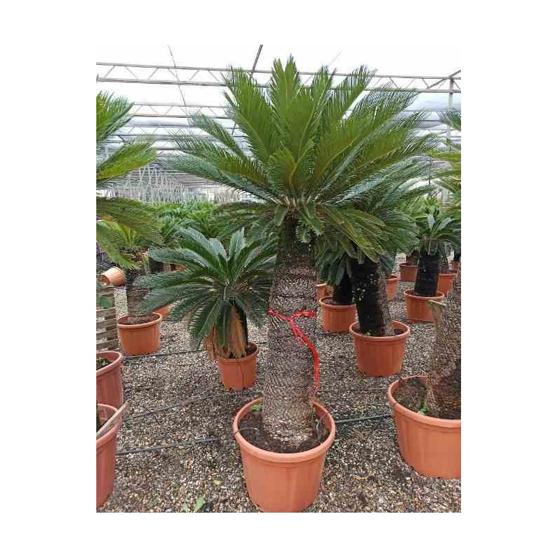 Cycas revoluta (Cycas du japon-Sagou)