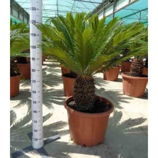 Cycas revoluta (Cycas du japon-Sagou)