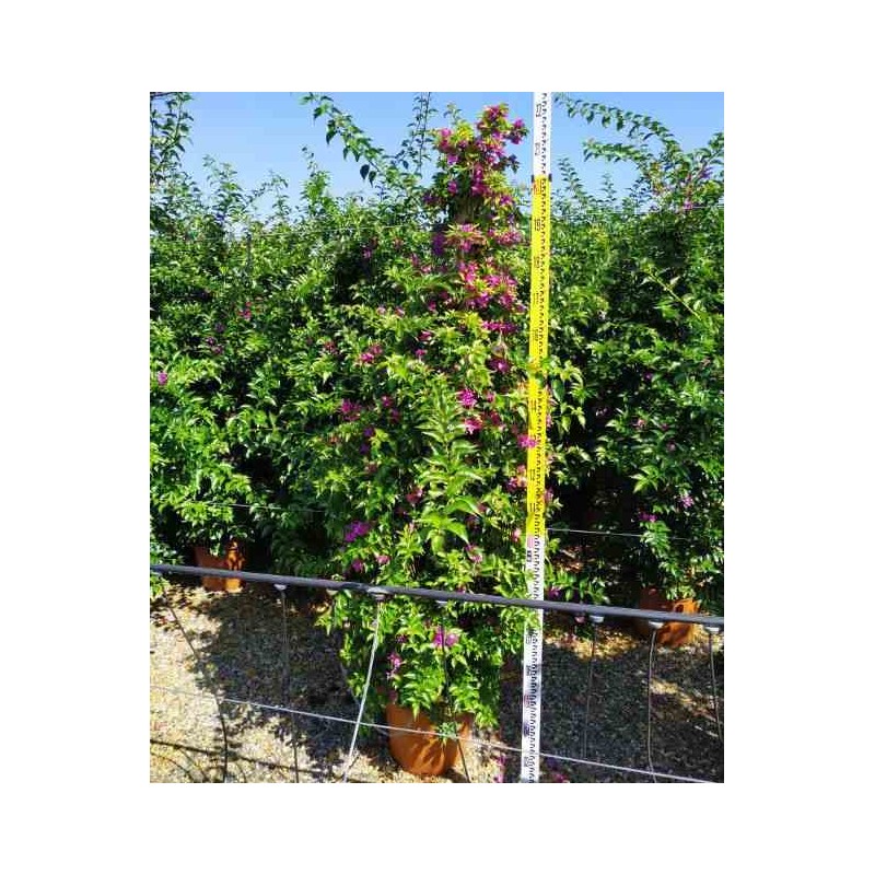 Bougainvillier vera bougainvillier très florifère