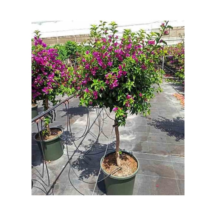 Bougainvillier vera bougainvillier très florifère
