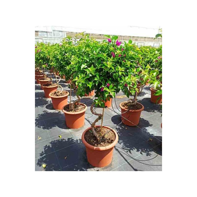 Bougainvillier vera bougainvillier très florifère