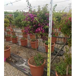 Bougainvillier vera bougainvillier très florifère