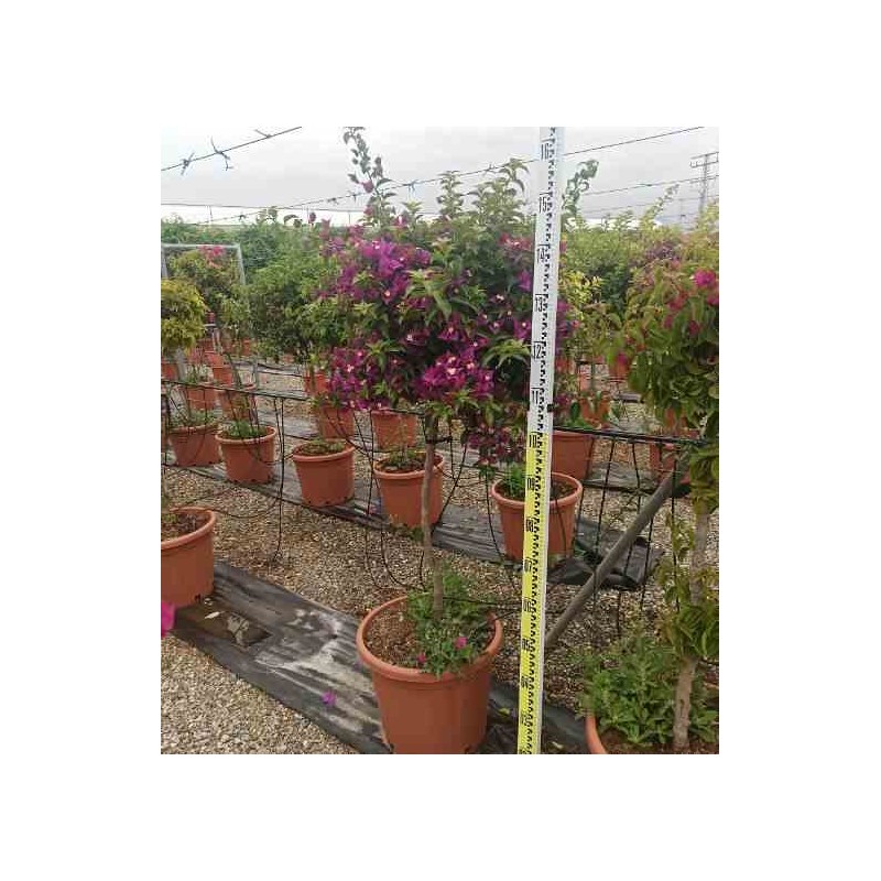 Bougainvillier vera bougainvillier très florifère