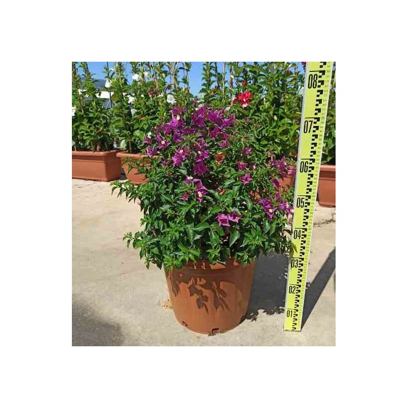 Bougainvillier vera bougainvillier très florifère