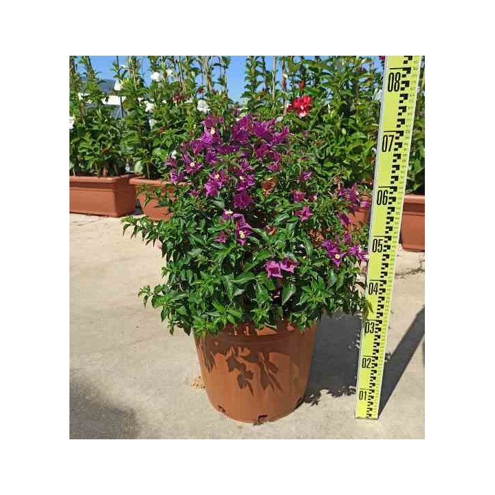 Bougainvillier vera bougainvillier très florifère