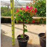 Bougainvillier hybride bougainvillier