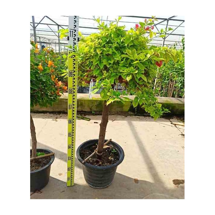 Bougainvillier hybride bougainvillier