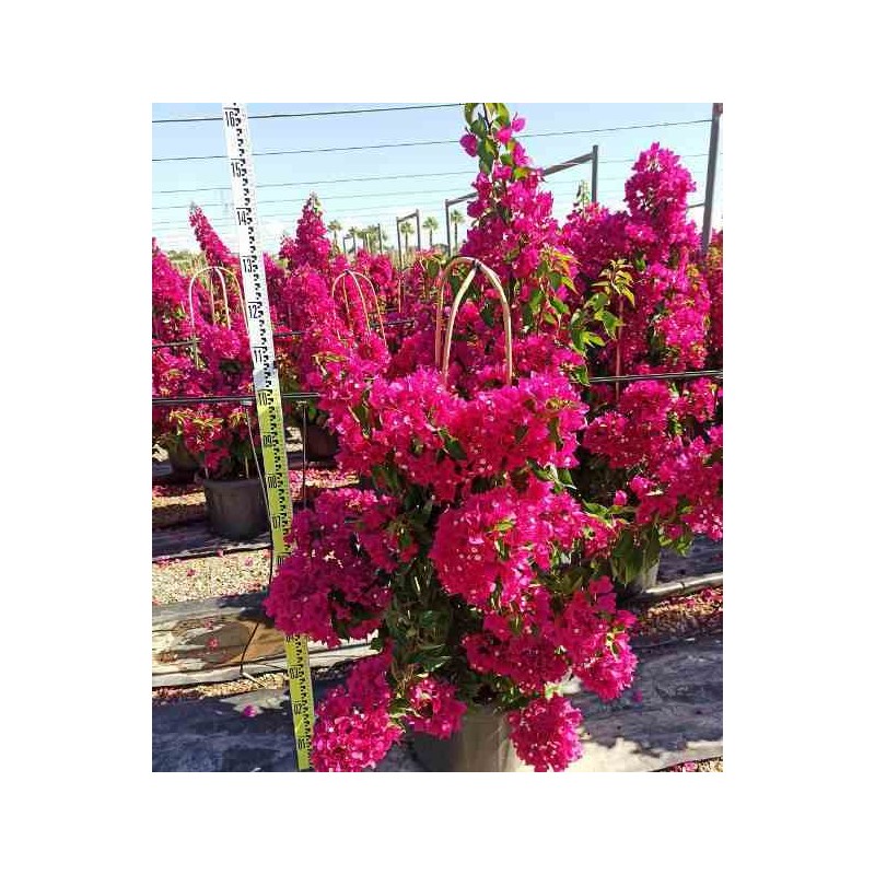 Bougainvillier vera (bougainvillier très florifère)