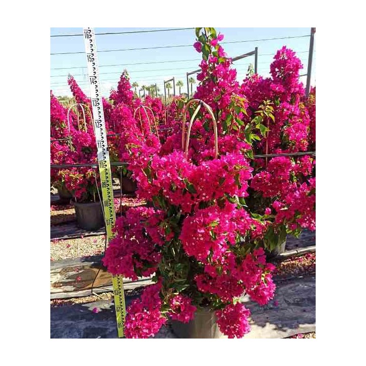 Bougainvillier vera (bougainvillier très florifère)
