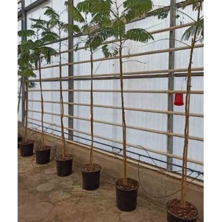 Delonix regia Flamboyant