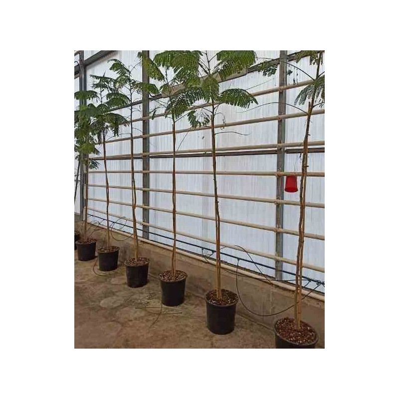 Delonix regia Flamboyant