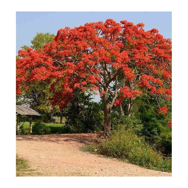Delonix regia (Flamboyant)