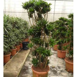 Dracaena deremensis 'Compacta'