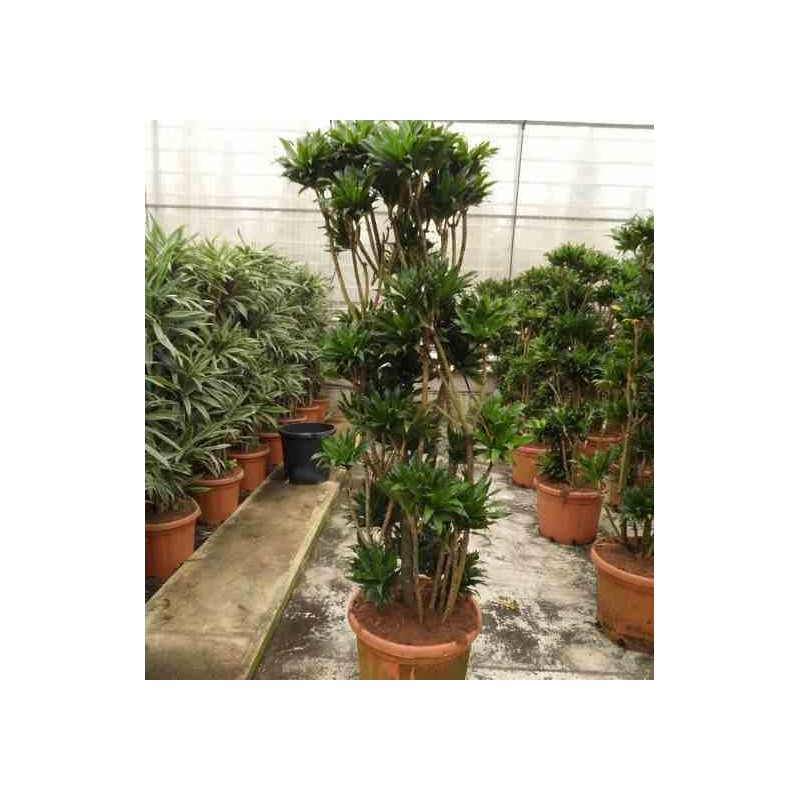Dracaena deremensis 'Compacta'