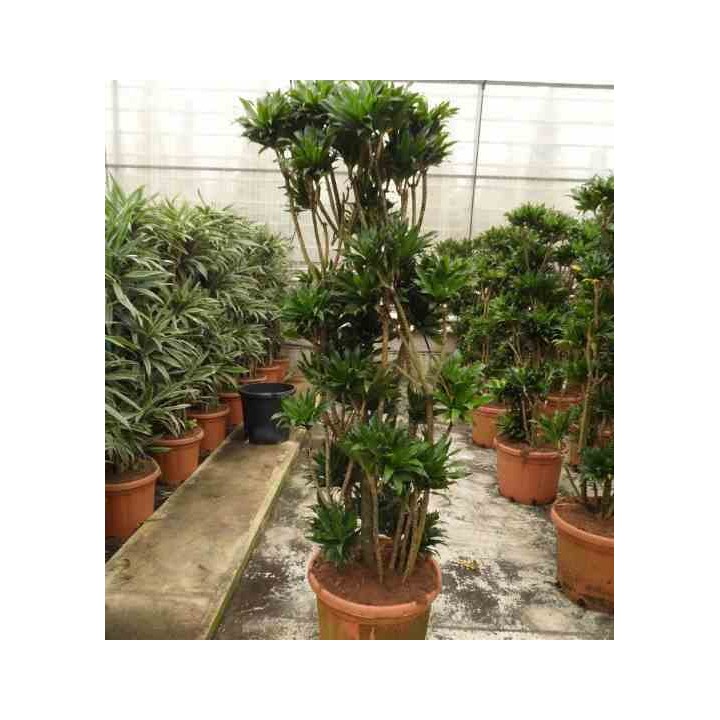 Dracaena deremensis 'Compacta'