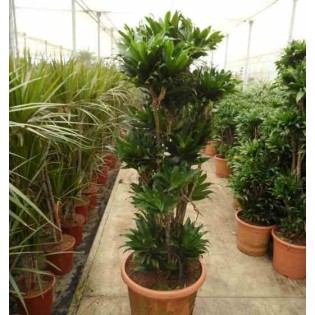 Dracaena deremensis 'Compacta'