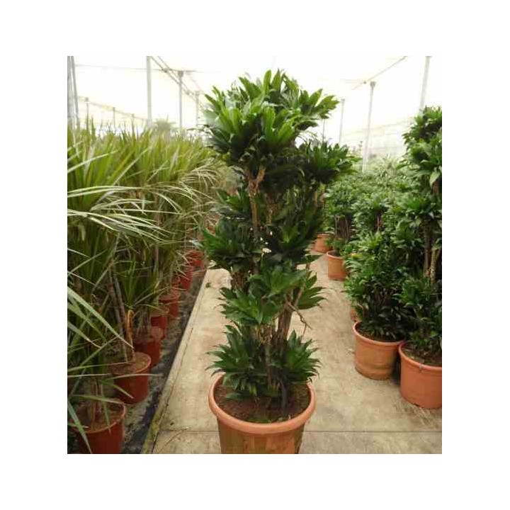 Dracaena deremensis 'Compacta'