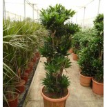 Dracaena deremensis 'Compacta'