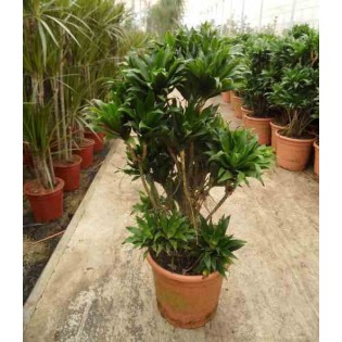 Dracaena deremensis 'Compacta'